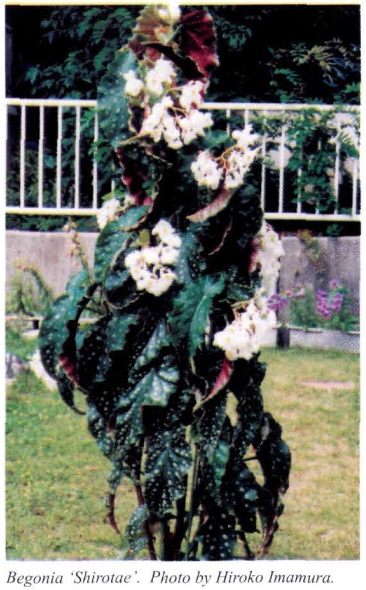 B. ‘Shirotae’